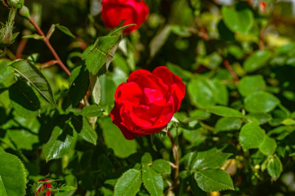 Top astuces pour éliminer les pucerons sur vos rosiers